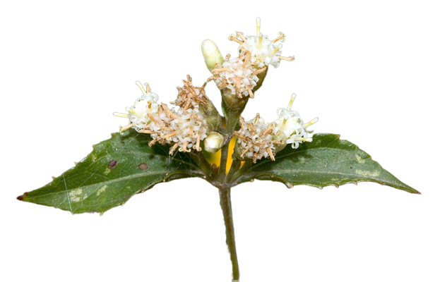 Discover: The Dream Herb from Mexico