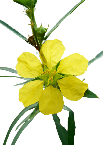 Sinicuichi (Sun Opener): Exploring its Medicinal History & Potential Auditory Effects