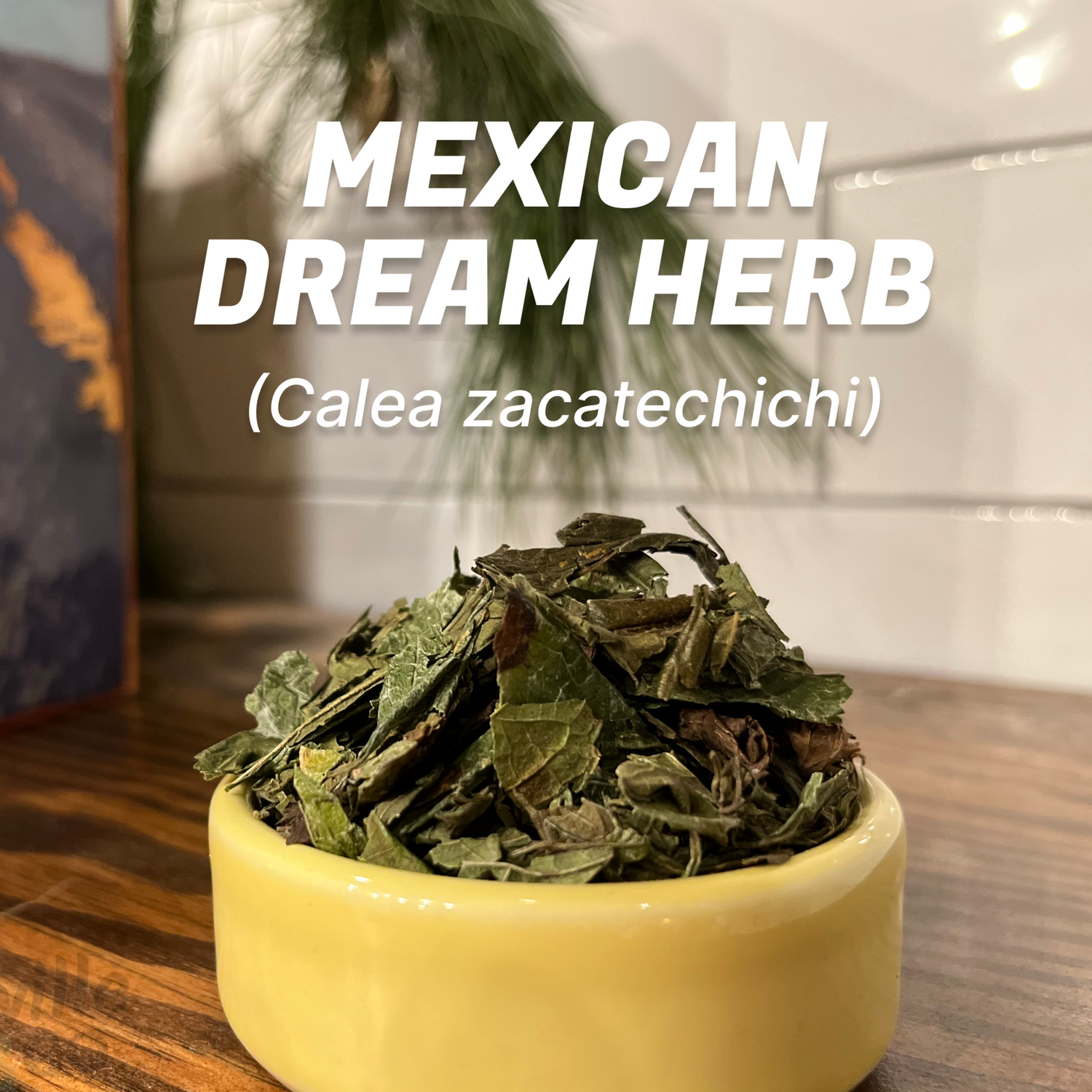 Mexican Dream Herbs | Sinicuichi & Calea