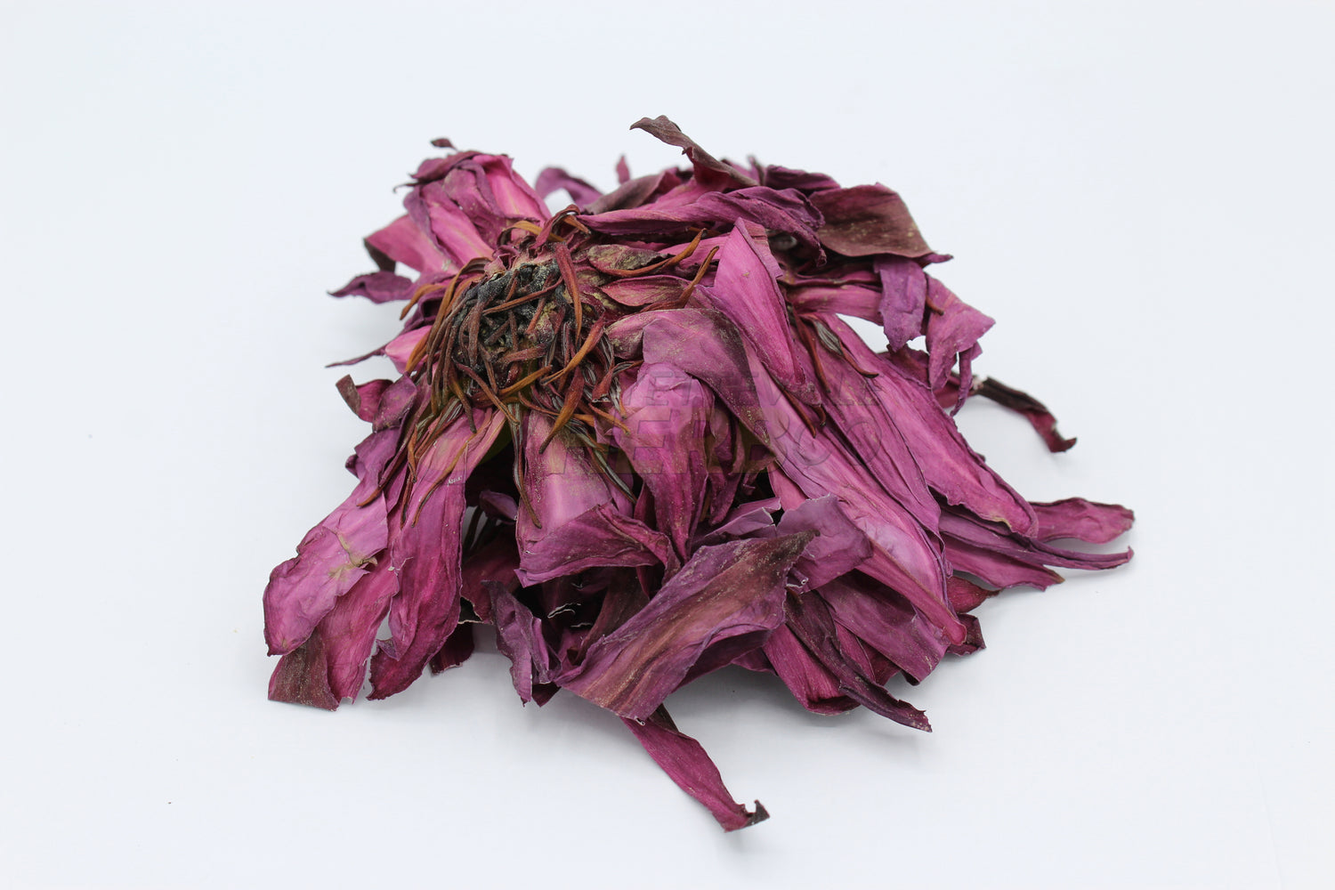 Red Lotus | Nymphaea rubra