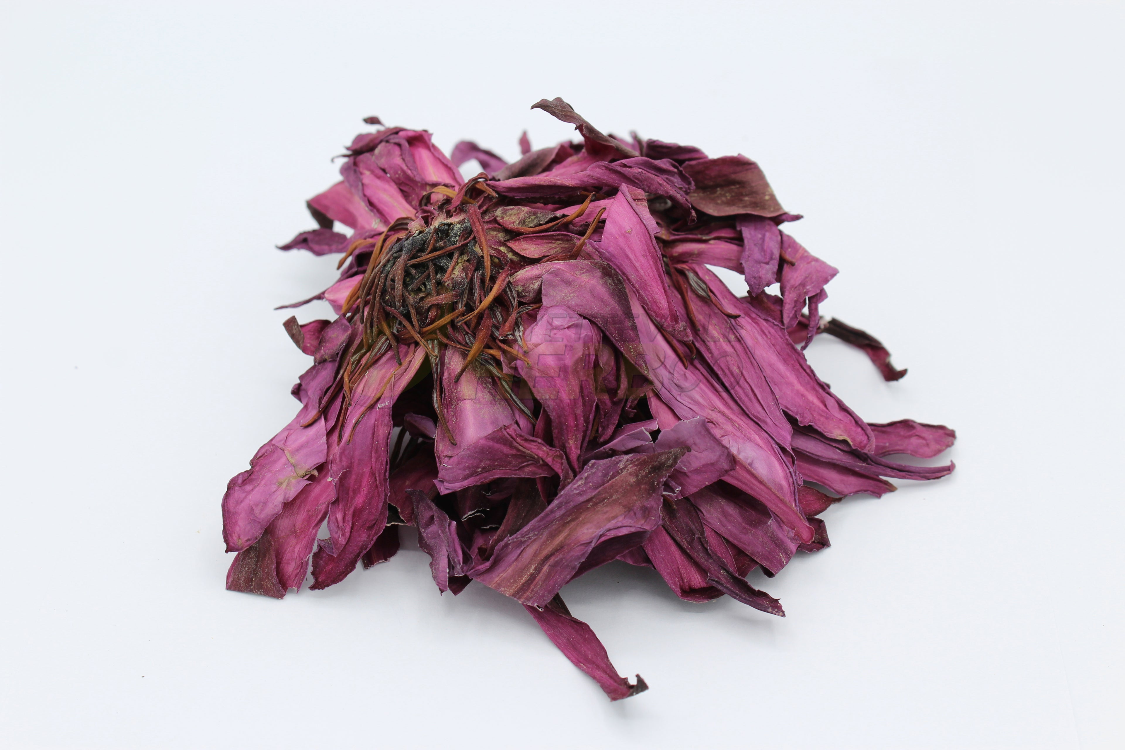 Red Lotus | Nymphaea rubra