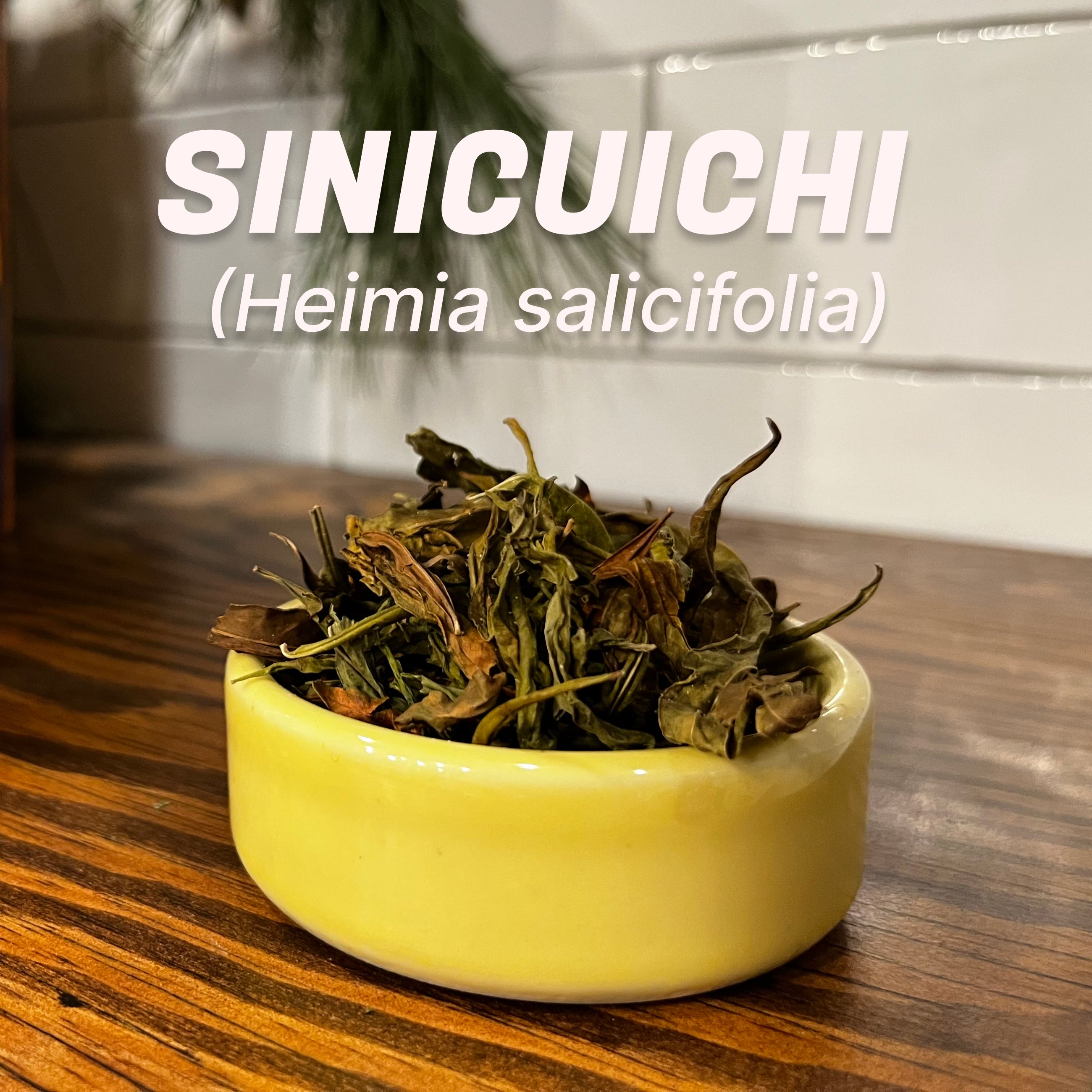 Sinicuichi | Sun Opener | Heimia salicifolia | Organic Dried Leaf