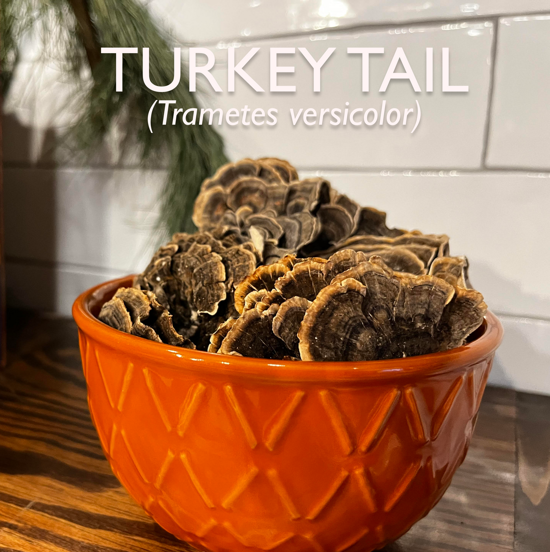 Turkey Tail Mushroom | Powder &amp; Whole