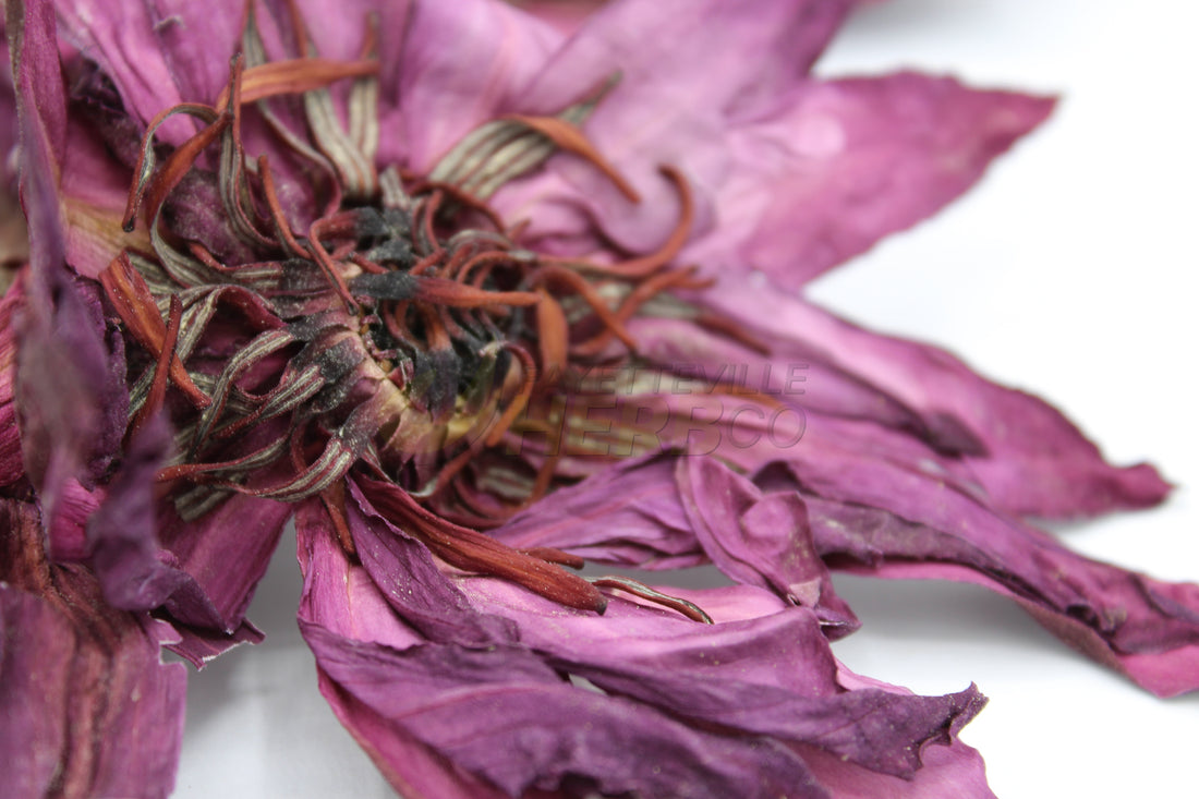 Red Lotus | Nymphaea rubra | Organic Dried Flower