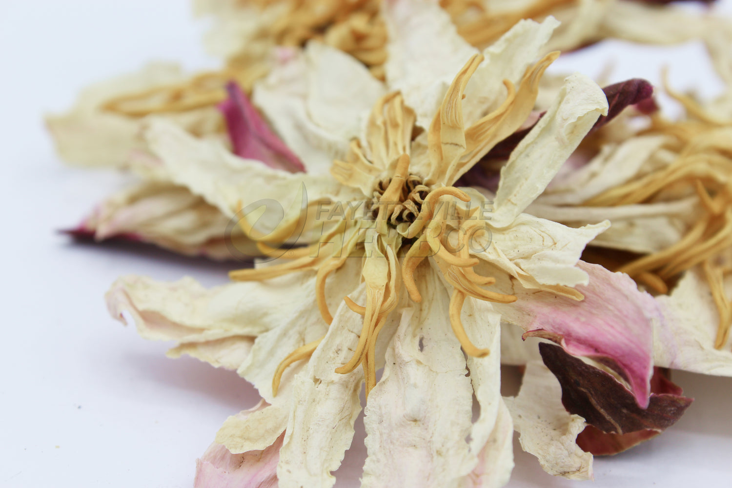 White Lotus | Nymphaea ampla | Organic Dried Flower