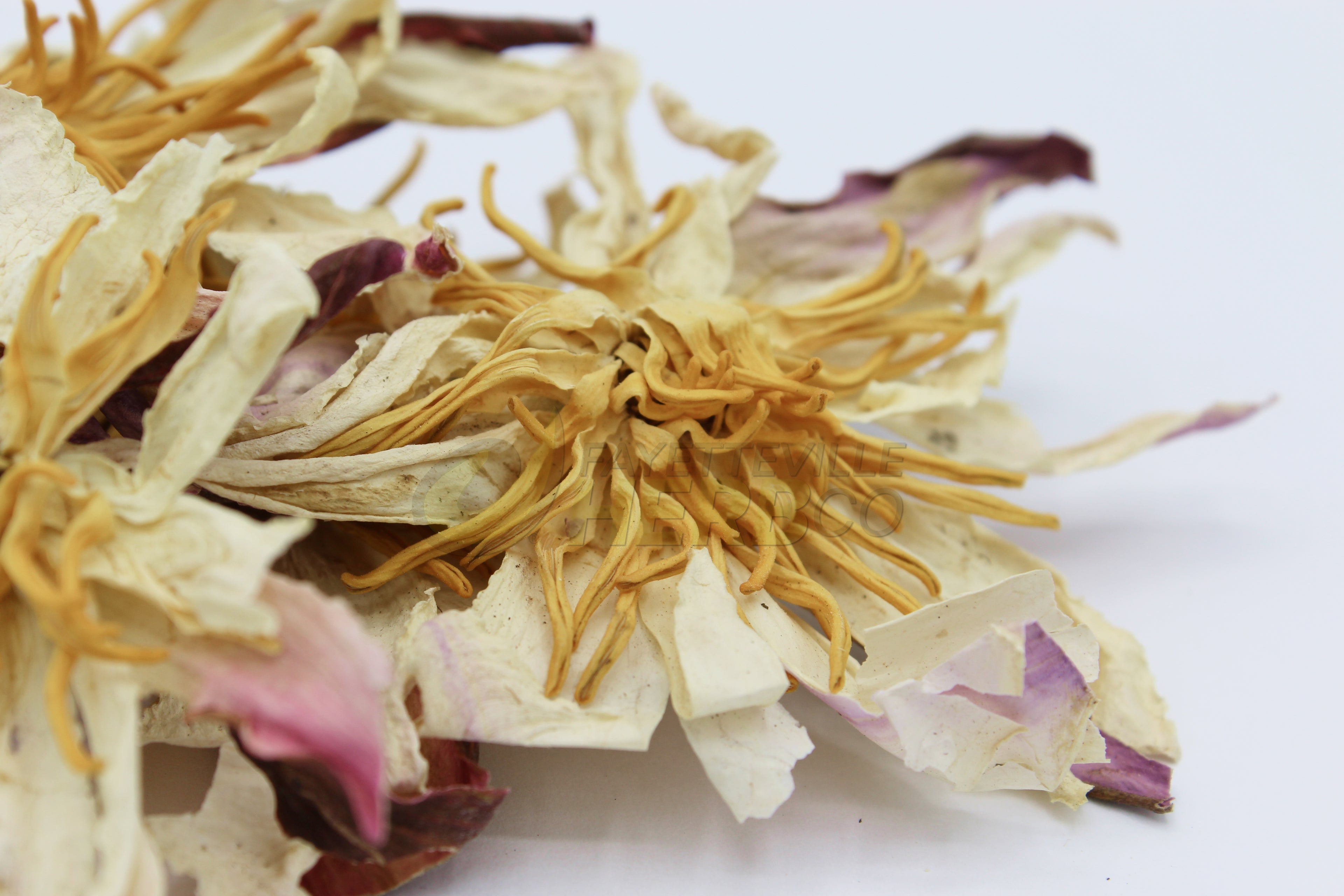 White Lotus | Nymphaea ampla | Organic Dried Flower
