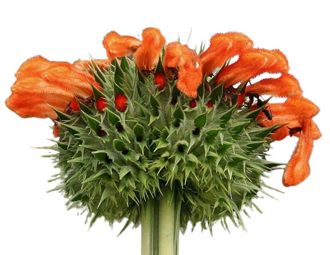 Wild Dagga | Leonotis leonurus | Lion&